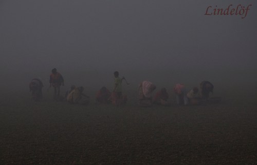 fältjobb dimma DSC_0279